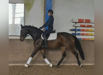 Oldenbourg, Jument, 5 Ans, 169 cm, Bai