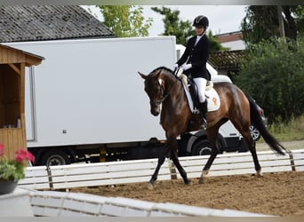 Oldenbourg, Jument, 5 Ans, 169 cm, Bai