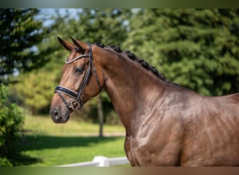 Oldenbourg, Jument, 5 Ans, 169 cm, Bai