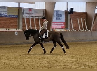 Oldenbourg, Jument, 5 Ans, 169 cm, Noir