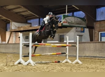 Oldenbourg, Jument, 5 Ans, 169 cm, Noir