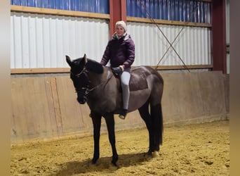 Oldenbourg, Jument, 5 Ans, 169 cm, Noir