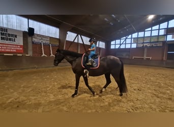 Oldenbourg, Jument, 5 Ans, 169 cm, Noir