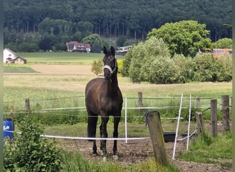 Oldenbourg, Jument, 5 Ans, 169 cm, Noir