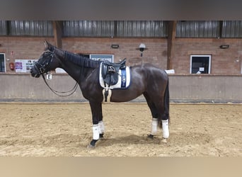 Oldenbourg, Jument, 5 Ans, 169 cm, Noir