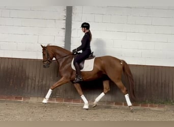 Oldenbourg, Jument, 5 Ans, 170 cm, Alezan brûlé