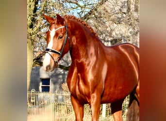 Oldenbourg, Jument, 5 Ans, 170 cm, Alezan