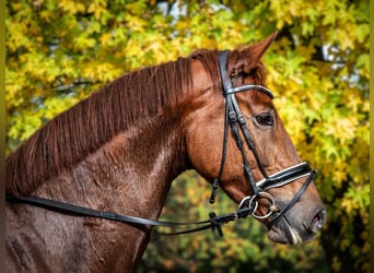 Oldenbourg, Jument, 5 Ans, 170 cm, Alezan
