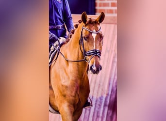 Oldenbourg, Jument, 5 Ans, 170 cm, Alezan