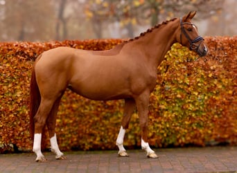 Oldenbourg, Jument, 5 Ans, 170 cm, Alezan