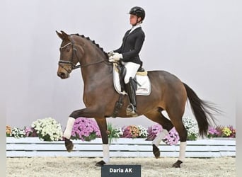 Oldenbourg, Jument, 5 Ans, 170 cm, Bai brun
