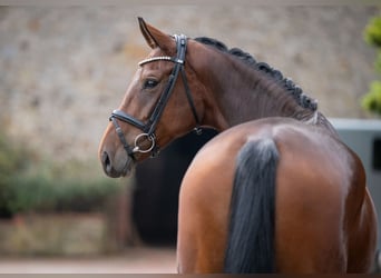 Oldenbourg, Jument, 5 Ans, 170 cm, Bai