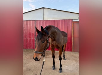 Oldenbourg, Jument, 5 Ans, 170 cm, Bai