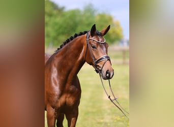 Oldenbourg, Jument, 5 Ans, 170 cm, Bai