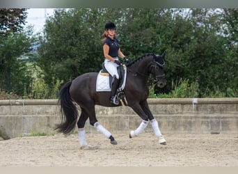 Oldenbourg, Jument, 5 Ans, 170 cm, Noir