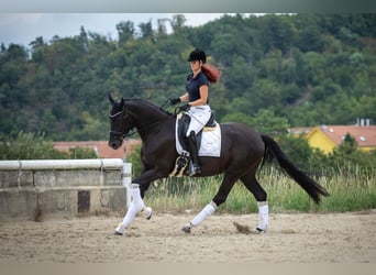 Oldenbourg, Jument, 5 Ans, 170 cm, Noir