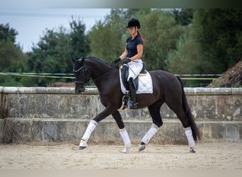 Oldenbourg, Jument, 5 Ans, 170 cm, Noir