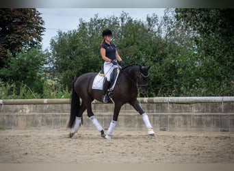 Oldenbourg, Jument, 5 Ans, 170 cm, Noir