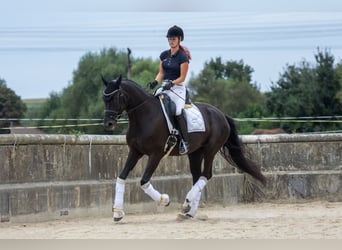 Oldenbourg, Jument, 5 Ans, 170 cm, Noir