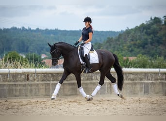 Oldenbourg, Jument, 5 Ans, 170 cm, Noir