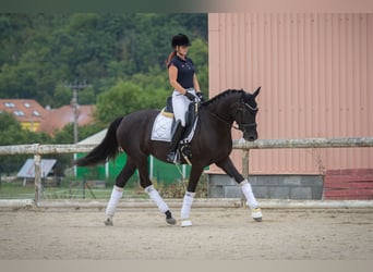 Oldenbourg, Jument, 5 Ans, 170 cm, Noir