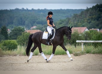 Oldenbourg, Jument, 5 Ans, 170 cm, Noir