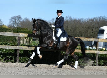 Oldenbourg, Jument, 5 Ans, 170 cm, Noir