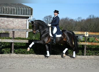 Oldenbourg, Jument, 5 Ans, 170 cm, Noir