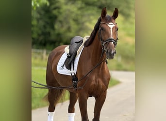 Oldenbourg, Jument, 5 Ans, 171 cm, Alezan brûlé