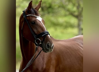 Oldenbourg, Jument, 5 Ans, 171 cm, Alezan brûlé