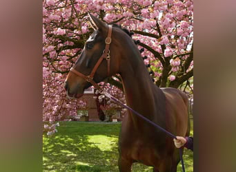 Oldenbourg, Jument, 5 Ans, 171 cm, Bai brun