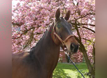Oldenbourg, Jument, 5 Ans, 171 cm, Bai brun