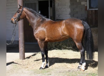 Oldenbourg, Jument, 5 Ans, 171 cm, Bai brun