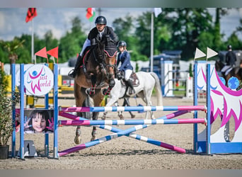 Oldenbourg, Jument, 5 Ans, 171 cm, Bai brun