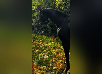 Oldenbourg, Jument, 5 Ans, 171 cm, Bai brun