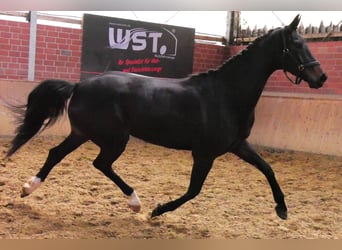 Oldenbourg, Jument, 5 Ans, 171 cm, Bai brun foncé