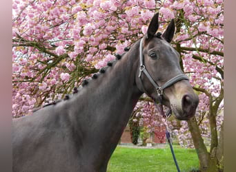 Oldenbourg, Jument, 5 Ans, 171 cm, Bai brun foncé
