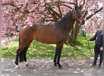 Oldenbourg, Jument, 5 Ans, 171 cm
