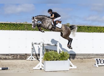 Oldenbourg, Jument, 5 Ans, 171 cm, Gris