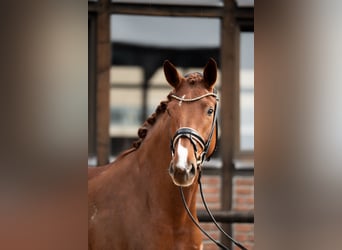Oldenbourg, Jument, 5 Ans, 172 cm, Alezan brûlé