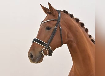 Oldenbourg, Jument, 5 Ans, 172 cm, Alezan