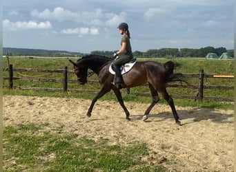 Oldenbourg, Jument, 5 Ans, 172 cm, Bai brun