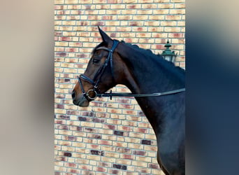 Oldenbourg, Jument, 5 Ans, 172 cm, Bai brun