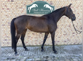 Oldenbourg, Jument, 5 Ans, 172 cm, Bai brun