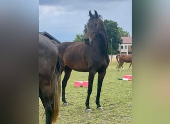 Oldenbourg, Jument, 5 Ans, 172 cm, Bai brun