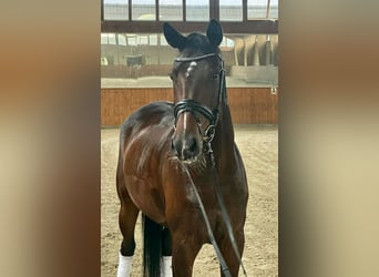 Oldenbourg, Jument, 5 Ans, 172 cm, Bai brun