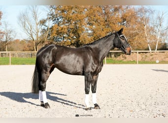 Oldenbourg, Jument, 5 Ans, 172 cm, Bai brun
