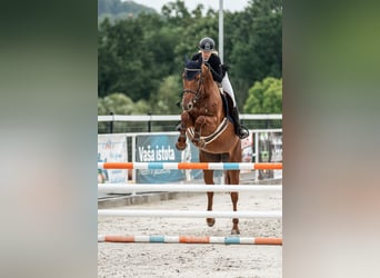 Oldenbourg, Jument, 5 Ans, 172 cm, Bai brun