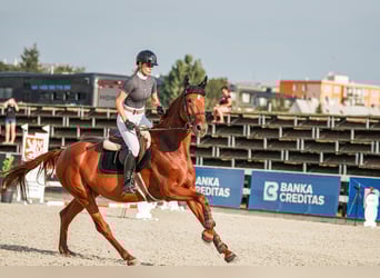 Oldenbourg, Jument, 5 Ans, 172 cm, Bai brun