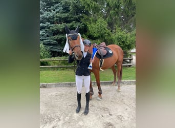 Oldenbourg, Jument, 5 Ans, 172 cm, Bai brun